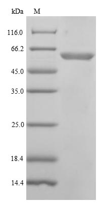 Greater than 85% as determined by SDS-PAGE.Recombinant Human Dna-Directed Dna/Rna Polymerase Mu (POLM) Protein (His)