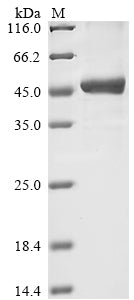 Greater than 85% as determined by SDS-PAGE.Recombinant Human Serine Protease Inhibitor Kazal-Type 5 (SPINK5) Protein (His-GST&Myc)
