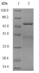 Greater than 90% as determined by SDS-PAGE.Recombinant Human Probable Dna Dc->Du-Editing Enzyme Apobec-3C (APOBEC3C) Protein (GST)