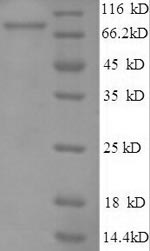 Greater than 90% as determined by SDS-PAGE.