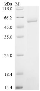Greater than 85% as determined by SDS-PAGE.Recombinant Human 1-Acylglycerol-3-Phosphate O-Acyltransferase Pnpla3 (PNPLA3) Protein (His&Myc)