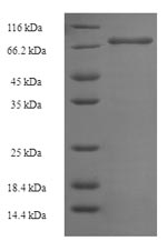 Greater than 90% as determined by SDS-PAGE.