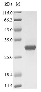 Greater than 85% as determined by SDS-PAGE.Recombinant Kluyveromyces Marxianus Dna-Directed Rna Polymerases I, Ii, And Iii Subunit Rpabc1 (RPB5) Protein (His)