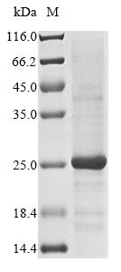 Greater than 85% as determined by SDS-PAGE.Recombinant Rotavirus A Non-Structural Glycoprotein 4 (NSP4) Protein (His-KSI)