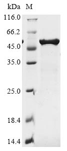 Greater than 90% as determined by SDS-PAGE.