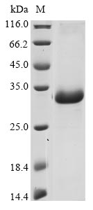 Greater than 85% as determined by SDS-PAGE.