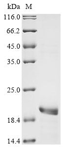 Greater than 90% as determined by SDS-PAGE.Recombinant Human Herpesvirus 6B G-Protein Coupled Receptor (U12) Protein (His-KSI)