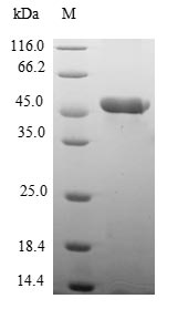 Greater than 90% as determined by SDS-PAGE.Recombinant Human Myosin Regulatory Light Chain 2, Atrial Isoform (MYL7) Protein (GST)