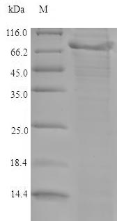 Greater than 90% as determined by SDS-PAGE.Recombinant Mouse A Disintegrin And Metalloproteinase With Thrombospondin Motifs 5 (ADAMTS5) Protein (His)