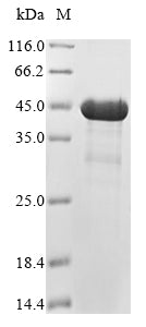 Greater than 85% as determined by SDS-PAGE.Recombinant Mouse 5-Amp-Activated Protein Kinase Subunit Beta-1 (PRKAB1) Protein (His)