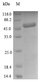 Greater than 90% as determined by SDS-PAGE.Recombinant Arabidopsis Thaliana Pentatricopeptide Repeat-Containing Protein At4G32450, Mitochondrial (PCMP-H63) Protein (His&Myc)