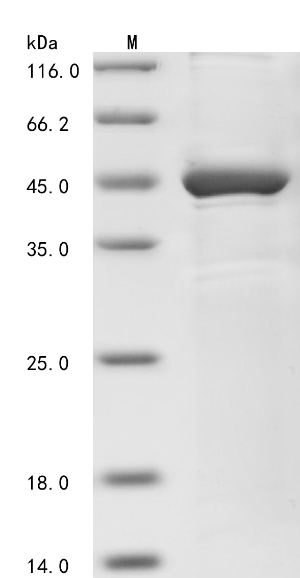Greater than 85% as determined by SDS-PAGE.Recombinant Human Methyl-Cpg-Binding Domain Protein 2 (MBD2) Protein (His-KSI)
