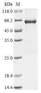 Greater than 90% as determined by SDS-PAGE.Recombinant Human Serine/Threonine-Protein Kinase Nlk (NLK) Protein (His&Myc)