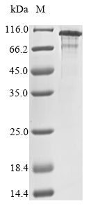 Greater than 85% as determined by SDS-PAGE.