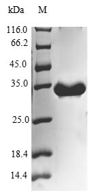 Greater than 90% as determined by SDS-PAGE.Recombinant Human Cytochrome B-C1 Complex Subunit 9 (UQCR10) Protein (GST)