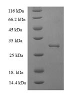 Greater than 90% as determined by SDS-PAGE.
