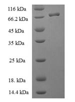 Greater than 90% as determined by SDS-PAGE.