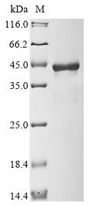 Greater than 85% as determined by SDS-PAGE.Recombinant Human Signal-Transducing Adaptor Protein 1 (STAP1) Protein (His&Myc)