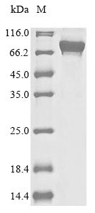 Greater than 90% as determined by SDS-PAGE.