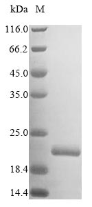 Greater than 85% as determined by SDS-PAGE.