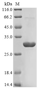 Greater than 85% as determined by SDS-PAGE.Recombinant Human Apoptosis-Associated Speck-Like Protein Containing A Card (PYCARD) Protein (His&Myc)