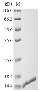 Greater than 90% as determined by SDS-PAGE.Recombinant Human Apoptosis-Associated Speck-Like Protein Containing A Card (PYCARD) Protein (His)