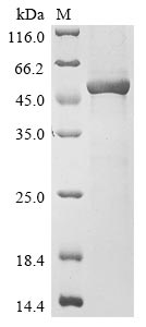 Greater than 85% as determined by SDS-PAGE.Recombinant Human Alpha-1,3-Mannosyl-Glycoprotein 4-Beta-N-Acetylglucosaminyltransferase A (MGAT4A) Protein (His)