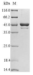 Greater than 85% as determined by SDS-PAGE.