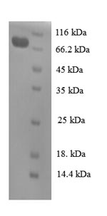 Greater than 90% as determined by SDS-PAGE.