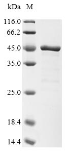 Greater than 85% as determined by SDS-PAGE.Recombinant Human F-Box Only Protein 4 (FBXO4) Protein (His)