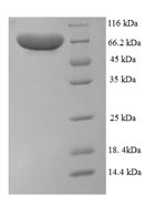 Greater than 90% as determined by SDS-PAGE.