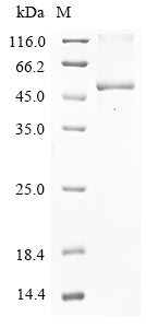 Greater than 85% as determined by SDS-PAGE.Recombinant Human Ubl Carboxyl-Terminal Hydrolase 18 (USP18) Protein (His&Myc)
