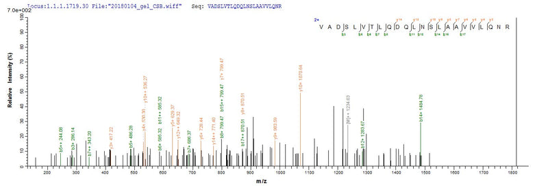 Based on the SEQUEST from database of E.coli host and target protein, the LC-MS/MS Analysis result of this product could indicate that this peptide derived from E.coli-expressed Homo sapiens (Human) ERVW-1.Recombinant Human Syncytin-1 (ERVW-1) Protein (His-SUMO)