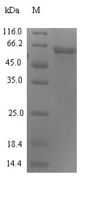 Greater than 90% as determined by SDS-PAGE.Recombinant Human Syncytin-1 (ERVW-1) Protein (His-SUMO)