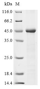 Greater than 85% as determined by SDS-PAGE.Recombinant Human Syncytin-1 (ERVW-1) Protein (His)