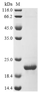 Greater than 90% as determined by SDS-PAGE.Recombinant Neosartorya Fumigata 60S Acidic Ribosomal Protein P2 (AFUA_2G10100) Protein (His&Myc)