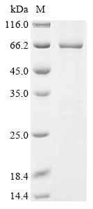 Greater than 85% as determined by SDS-PAGE.