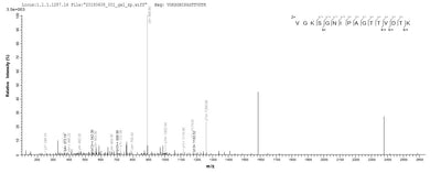 Based on the SEQUEST from database of E.coli host and target protein, the LC-MS/MS Analysis result of this product could indicate that this peptide derived from E.coli-expressed Homo sapiens (Human) AGO2.Recombinant Human Protein Argonaute-2 (AGO2) Protein (His)