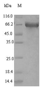 Greater than 90% as determined by SDS-PAGE.