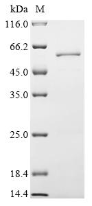Greater than 85% as determined by SDS-PAGE.Recombinant Human Vacuolar Protein Sorting-Associated Protein 4A (VPS4A) Protein (His&Myc)
