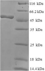 Greater than 90% as determined by SDS-PAGE.