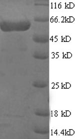 Greater than 90% as determined by SDS-PAGE.