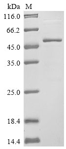 Greater than 85% as determined by SDS-PAGE.Recombinant Human Protein Unc-13 Homolog A (UNC13A) Protein (His)
