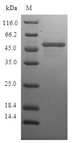 Greater than 90% as determined by SDS-PAGE.Recombinant Human Charged Multivesicular Body Protein 2B (CHMP2B) Protein (GST)