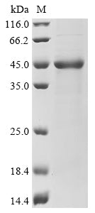 Greater than 85% as determined by SDS-PAGE.