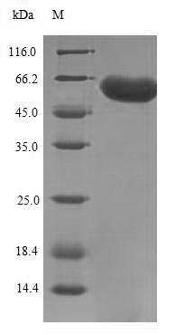 Greater than 90% as determined by SDS-PAGE.
