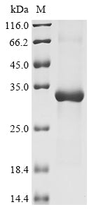 Greater than 90% as determined by SDS-PAGE.