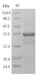 Greater than 90% as determined by SDS-PAGE.