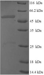 Greater than 90% as determined by SDS-PAGE.