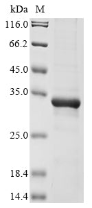 Greater than 85% as determined by SDS-PAGE.